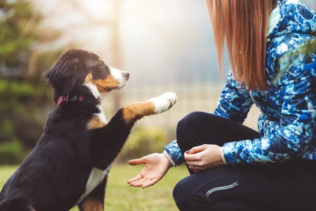 Easily Train Your Dog With These Simple Techniques