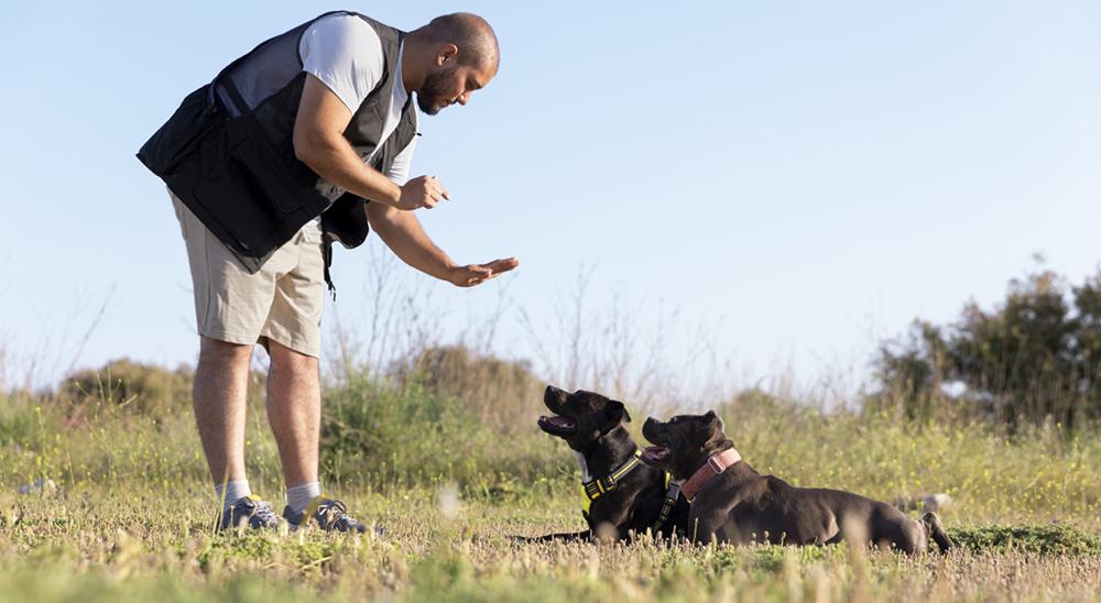 Easy Aggression Training Tips For A Balanced Dog