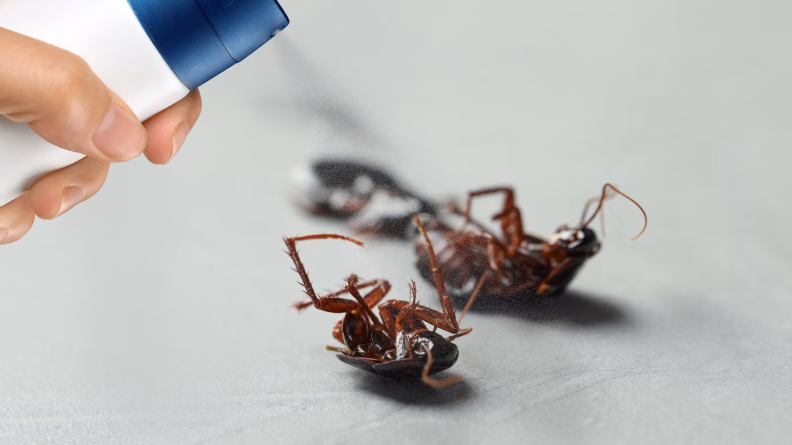 Easy Pest Control Tips For A Bug-Free Home